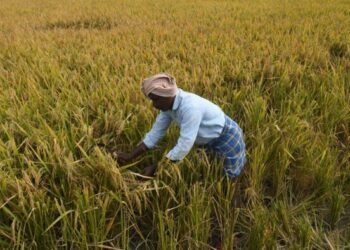 India’s Agriculture Exports touch a historic high of USD 50 billion
