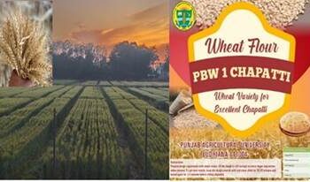 New premium quality wheat variety gives soft and sweet chapatis