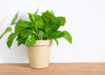 Money plant