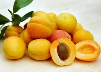 Apricot ‘one of the healthiest fruits in the world’- Health & Nutritional Benefits