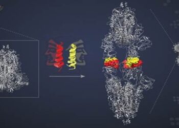 Scientists develop novel mechanism to inactivate SARS-CoV-2 by blocking their entry to cells & reducing infection ability