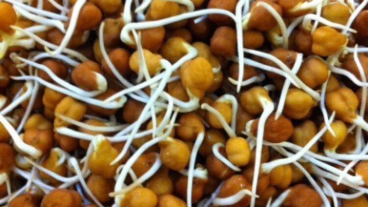 Chana Sprouts Benefit