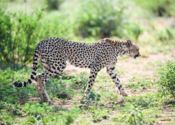 PM Modi To Release 8 African Cheetahs On His B’day At MP’s Kuno National Park