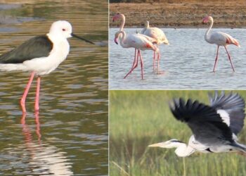 Bird sanctuaries to visit this winter