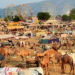 Rajasthan to host 8-day Pushkar fair, tourists from different countries invited