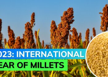 UN declares 2023 International Year of Millets: Know its health benefits