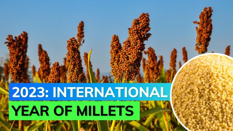 UN declares 2023 International Year of Millets: Know its health benefits