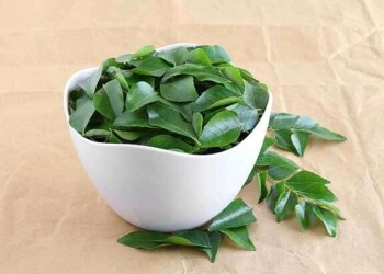 Curry leaves for hair: Know how to use easy-to-get herb to fight dandruff problems