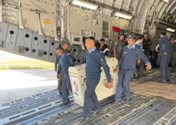 IAF plane carrying 12 cheetahs from South Africa arrives in MP’s Gwalior