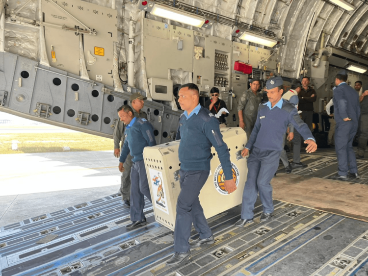 IAF plane carrying 12 cheetahs from South Africa arrives in MP’s Gwalior