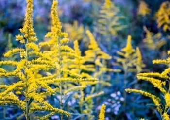 Extracts from 2 wild plants can block Covid-19 virus: Study