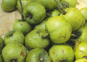 Medicinal plant commonly called Borthekera in Assamese found to have cardioprotective potential