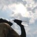 Dehydration:Know how to manage stomach and respiratory issues during heatwave