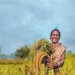 Odisha To Be 1st Indian State To Release Traditional Millet Landraces Conserved By Tribal Custodian Farmers