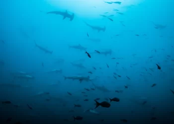 Less than a century ago, the world’s oceans were swarming with giant fish. Could we ever get them back?