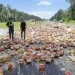 Nacho Cheese Spill: US Highway Collision