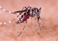 WHO Issues First-Ever Guidance For Paediatric Dengue Treatments