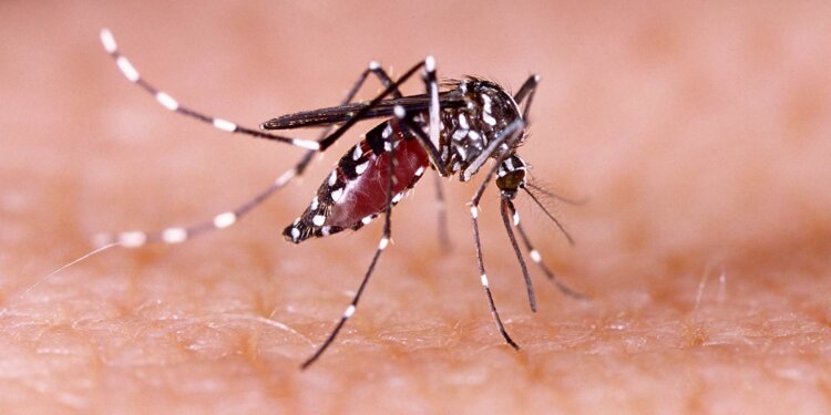 Dengue in children: Some early signs parents must pay attention to