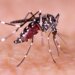 Dengue in children: Some early signs parents must pay attention to
