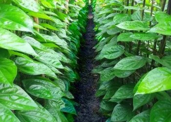Odisha Govt. To Provide Special Financial Aid To Betel Leaf, Kia Flower Farmers
