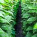 Odisha Govt. To Provide Special Financial Aid To Betel Leaf, Kia Flower Farmers