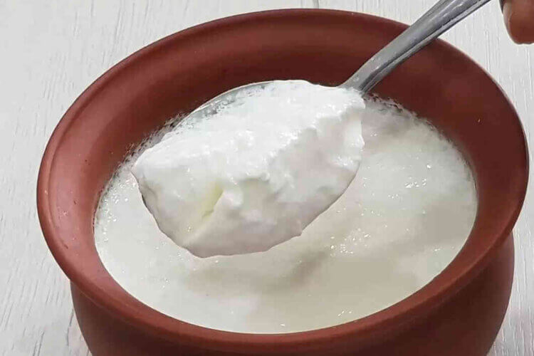 Health Benefits of Curd: Know the reasons why you should have curd every day