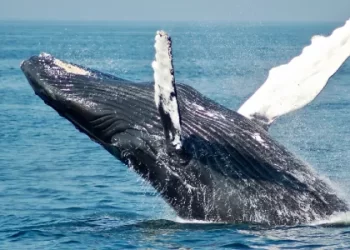 Fatal Whale Strike: 1 Dead, 1 Injured in Australia