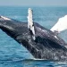 Fatal Whale Strike: 1 Dead, 1 Injured in Australia