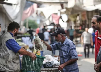 Gaza: Food Shortages and Blackouts Amid Israel-Hamas Conflict