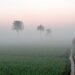 Odisha Weather: Dense Fog Engulfs Several Places, Yellow Alert For Next 2 Days