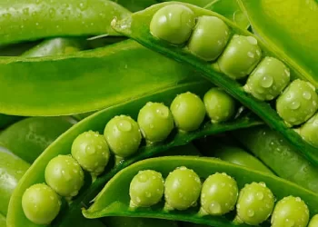 Weight Loss With Green Peas: 5 Reasons Why Matar Is A MUST In Your Winter Diet