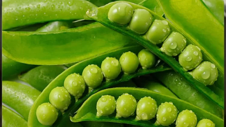 Weight Loss With Green Peas: 5 Reasons Why Matar Is A MUST In Your Winter Diet