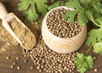 Urinary Tract Infection: How Coriander Seeds Water Effective In Treating Urinary Tract Infection?