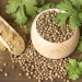 Urinary Tract Infection: How Coriander Seeds Water Effective In Treating Urinary Tract Infection?