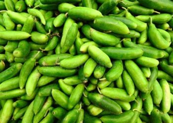 Eat Kundru (Ivy gourd) for weight loss, controlling blood sugar; know all its amazing benefits