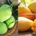 Raw mango vs ripe mango, which is better for your health?