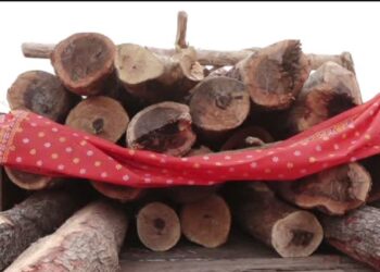 Akshaya Tritiya 2024: Chariot Construction For Rath Yatra Of Lord Jagannath And His Siblings To Begin Today