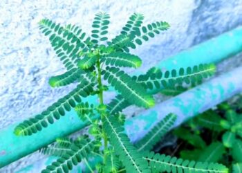 Health Benefits of Bhumi Amla Juice That Everyone Should Know About