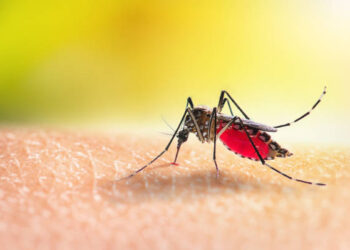 Mosquito-borne diseases: From malaria to yellow fever, dangerous diseases to be aware of during monsoon