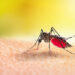 Mosquito-borne diseases: From malaria to yellow fever, dangerous diseases to be aware of during monsoon