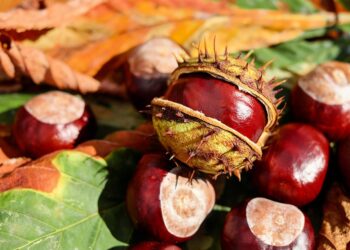 Suffering from Diabetes? Consume THIS dry fruit to reduce high blood sugar level, know its benefits