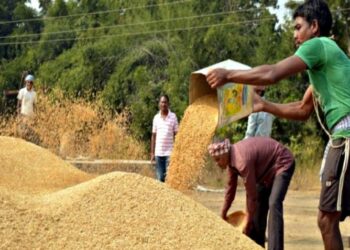 Odisha Govt Extends Kharif Paddy Procurement Registration Deadline To Boost Farmer Participation
