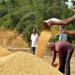 Odisha Govt Extends Kharif Paddy Procurement Registration Deadline To Boost Farmer Participation