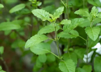 Consumption of Tulsi leaves helps cure THESE health problems, know how much and right time to eat