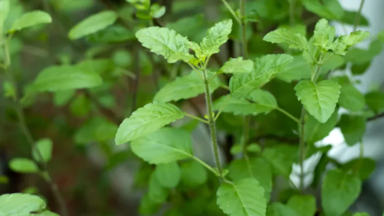 Consumption of Tulsi leaves helps cure THESE health problems, know how much and right time to eat