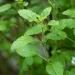 Consumption of Tulsi leaves helps cure THESE health problems, know how much and right time to eat