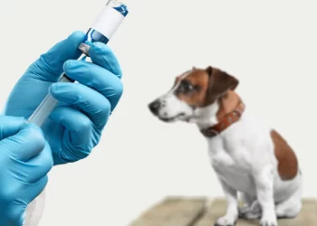 Bitten by a dog? Rabies vaccine is not enough, you need more to stay safe