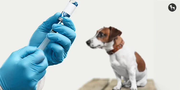 Bitten by a dog? Rabies vaccine is not enough, you need more to stay safe