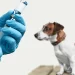 Bitten by a dog? Rabies vaccine is not enough, you need more to stay safe