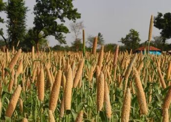 Odisha Govt Launches Scheme For Revival Of Forgotten And Neglected Crops